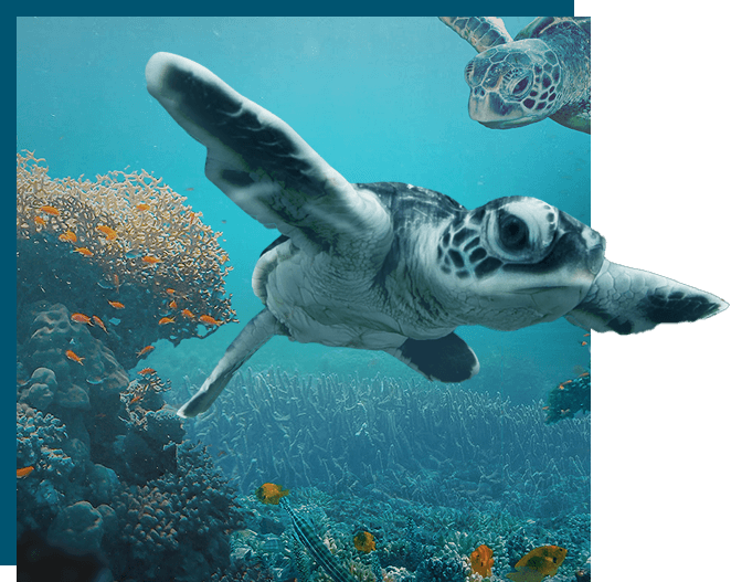 Mona Turtle